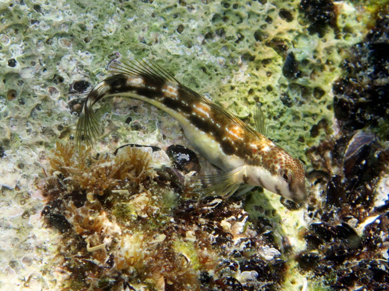 Blennidi